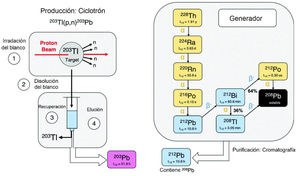 Producción y purificación del plomo-203 (izquierda) y cadena de desintegración del torio-228 como generador de plomo-212 (derecha). Adaptado de Ingham et al.27.