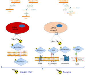 Visión general de los radiofármacos peptídicos marcados con escandio-44 y escandio-47 para su uso en diagnóstico y terapia, y diagramas de decay de ambos radionúclidos. GRPR: receptor del péptido liberador de gastrina; PSMA: antígeno de membrana específico de próstata. Adaptado de Trencsényi y Képes51.