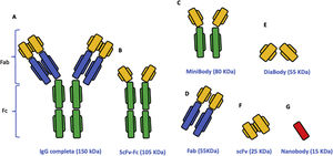 Different types of antibodies with their molecular weights. Note the difference in size depending on the type of fragment. A: whole antibody with its Fab y Fc fragment antibody (Fab) and crystallizable fragment (cF); B. single chain fragment variable (scFV); C. minibody; D Fab Fab; E: diabody; F. scFv; G: nanobody.