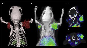 PET image of a mouse with [68Ga]-DOTA-AF7p-1 with subcutaneous implants of pancreas carcinoma cells in the dorsal region. (A) 3D representation of the PET image; (B) Uptake showing heterogeneity in the expression of the antigen independently of tumor size; (C) coronal slice and (D) axial slice.