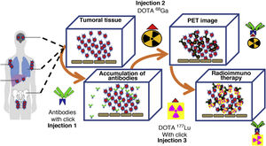 Simple scheme of prelabeling by click chemistry (biorthogonal reaction) in which antibodies are injected with a click molecule (blue) in the first injection. In the second injection the isotope is injected with its click (red) complementing, in this case, 68Ga DOTA., and in the third injection the theragnostic pair is injected also with the click molecule (red) 177 Lu.