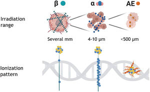 Diagram of the range of cell irradiation of the DNA according to the type of radionuclide emitter. AE: Auger electron. Image adapted from Bolcaen, J. et al.6