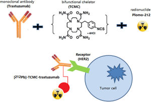 Schematic representation of radioimmunoconjugation for obtaining 212Pb-TCMC-trastuzumab targeting the HER-2 receptor. Adapted from Yong et al.38