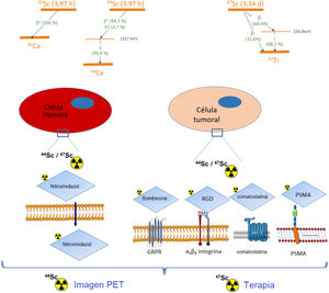 General view of the peptide radiopharmaceuticals labeled with scandium-44 and scandium-47 for their use in diagnosis and therapy and decay diagrams of both radionuclides. GRPR: gastrin-releasing peptide receptor Adapted from Trencsényi et al.51