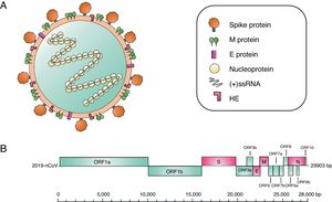(A) Coronavirus particle. This type of virus contains positive-polarity single-strand RNA [(+)ssRNA] genetic material, measuring 27–32kilobases. The virus consists of a nucleocapsid, which in turn is composed of (+)ssRNA and the nucleoprotein. This structure is covered by a lipid bilayer. Other structural proteins of the coronavirus are found here, such as the spike protein, which covers this virus particle, as well as hemagglutinin-esterase (HE) dimers, the highly hydrophobic envelope (E) protein and the membrane (M) protein, the most abundant protein on the virion