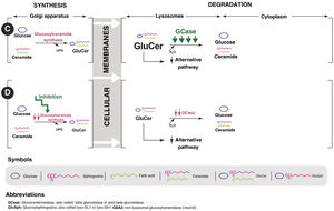 Therapeutic options for Gaucher disease. C: enzyme replacement treatment (ERT); D: substrate reduction therapy (SRT).