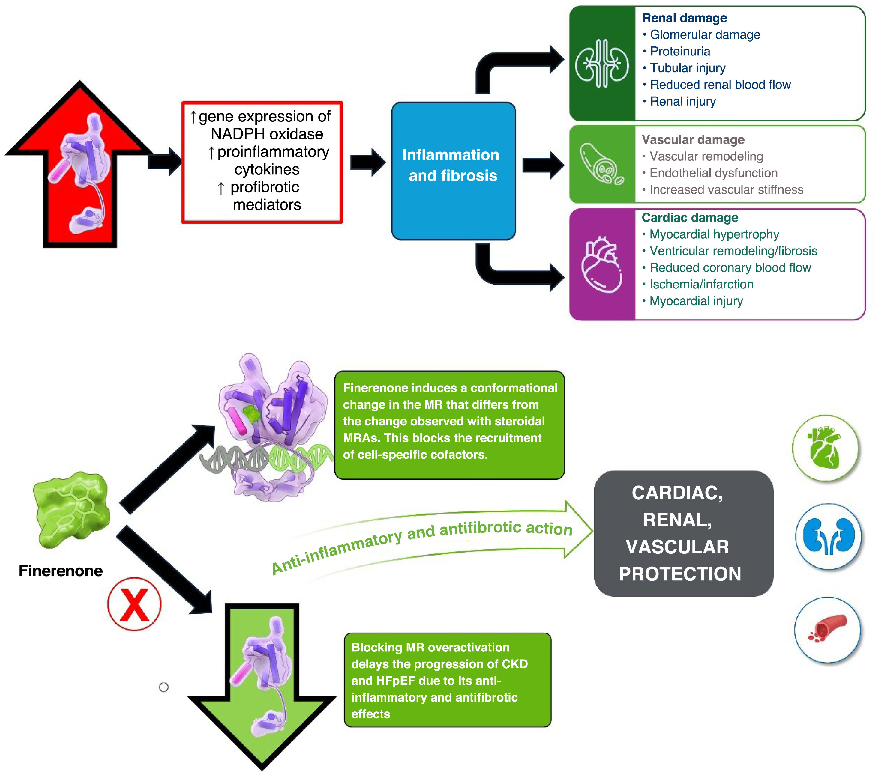 Finerenone in heart failure with ejection fraction ≥40%: state of the ...