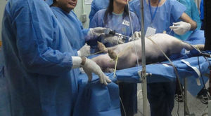 Eventroplastia en cerdo, ejecutada por un participante orientado por el instructor.