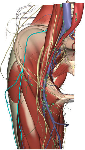 Esquema de la distribución del nervio femorocutáneo lateral (Primal Interactive Hip; edición de 2013, en www.primalpictures.com). El nervio femorocutáneo aparece más brillante y en la zona externa de la figura.