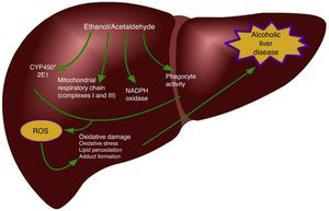 Main generating sources of ROS produced in the liver during alcohol consumption. ROS: Reactive oxygen species.