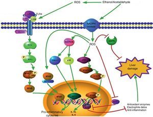 Signaling pathways activated by the ROS generated during ethanol consumption. ROS that are produced extracellularly have the capacity to promote TLR-4 overexpression, favoring the pathway of damage mediated by LPS. This leads to the translocation of the NFκB transcription factor to the nucleus and thus proinflammatory cytokine gene transcription takes place. Intracellular ROS can also favor NFκB activation through the NFκB/Notch1 complex, which increases the damage. In regard to the cytoplasm, ROS generated from different sources, such as oxidase NADPH activity, activate different proteins related to hepatic damage such as ERK1/2, p38, and JAK, which promote the activation of transcription factors such as AP1 and STAT3, positively modulating pro and anti-inflammatory cytokine gene expression, respectively. The cell signaling related to the hepatoprotective response is also altered by ROS; the pathways induced by AMPK and Nrf2/ARE are inhibited by the action of the oxidizing species. The green arrows indicate response promotion and the red arrows indicate response inhibition. AMPK: adenosine monophosphate-activated protein kinase; ARE: antioxidant response element; ERK1/2: extracellular signal-regulated kinase 1/2; JAK: Janus kinase, LPS: lipopolysaccharide; NFκB: nuclear factor κB; Nrf2: nuclear factor erythroid 2-related factor 2; ROS: reactive oxygen species.
