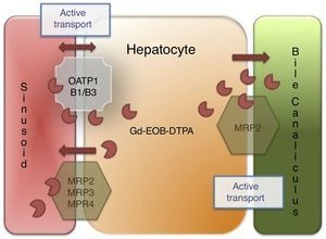 Liver-specific contrast medium action mechanism. The liver-specific agent is introduced into the hepatocyte through the organic anion transporter polypeptide (OATP1, B1/B3) and exits through the ATP-dependent multidrug-resistant proteins (MRP2, MRP3, MRP4) located in the sinusoidal membrane. MRP2 is regulated through membrane recovery (reduced bile outlet flow) or introduction (increased outlet flow), and finally, the liver-specific agent is not metabolized by the hepatocyte and is excreted, unchanged, into the bile.