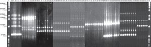 RAPD-PCR, 1281 oligonucleotide. 1Kb ladder molecular size marker, lane 1, control reagents, 2-8: Bx78 (78C2,7b,10,11,13,14 strains); 9-15:63 strain (63C1,2,4,5,6,7,22);16-23: B046 strain (B046C1, 5,9,10,11,13,14,15);24-31:29 strain (29C5,7,8,12,16,17,19,20);32-38:58 strain (58C1,2,4,8,9,13,15); 39-48:144 strain (144C1,2,4,6,8,20,21,22,23,25); 49-57:54 strain (54C1,2,3,5,6,7,8,11,13); 58-65:163 strain (163C1,2,5,10,11,30,31,34); 66-71:175 strain (175C2,4,7a,11,20,24); 72: 1Kb ladder molecular size marker.