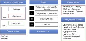 Elements to consider when designing a therapeutic strategy in NAFLD.