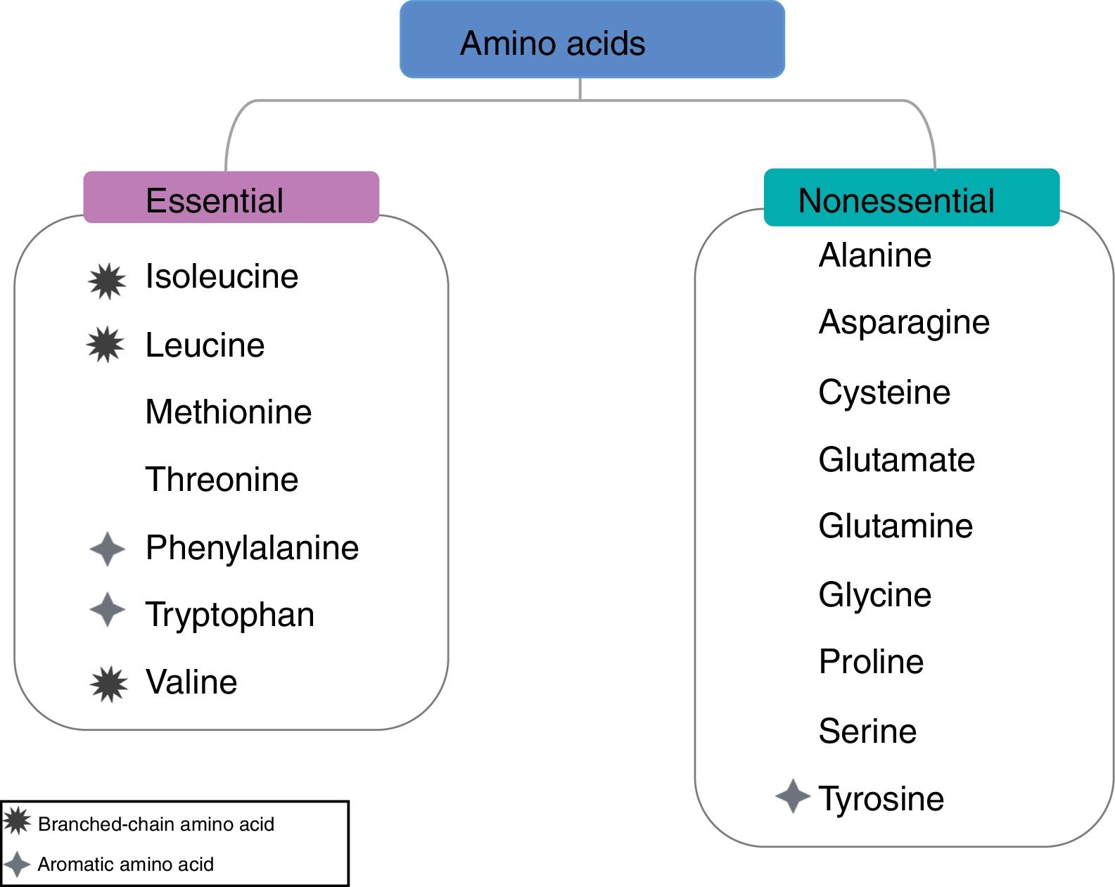 Dietary management and supplementation with branchedchain amino acids