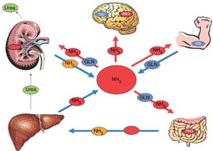 Pathophysiology of HE. In patients with cirrhosis, the concentration of ammonia can increase significantly. That is due to less detoxification of ammonia in the liver and to some other metabolic alteration in other organs, such as the muscle, kidney, or intestine, impeding the adequate elimination of ammonia. GLN: glutamine; GS: glutamine synthetase; NH3: ammonia; PAG: phosphate-activated glutaminase. Source: adapted from Rose CF. Ammonia-lowering strategies for the treatment of hepatic encephalopathy. Clin Pharmacol Ther. 2012;92:321-331.