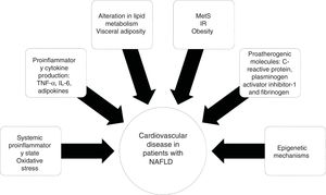 Mechanisms involved in the pathophysiology and progression of cardiovascular disease in patients with non-alcoholic fatty liver disease (NAFLD).