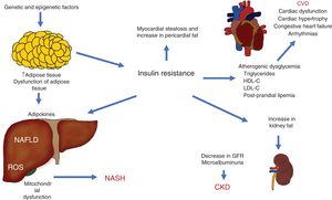 Pathophysiologic interactions that link cardiovascular disease (CVD), chronic kidney disease (CKD), and other complications observed in non-alcoholic fatty liver disease (NAFLD). GFR: glomerular filtration rate; HDL-C: high density lipoprotein cholesterol; LDL-C: low density lipoprotein cholesterol; NASH: non-alcoholic steatohepatitis; ROS: reactive oxygen species.