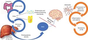 Pathophysiology of hepatic encephalopathy. Ammonia (NH3) is composed of nitrogen and hydrogen and is principally derived from the metabolism of amino acids. Under normal circumstances, NH3 is converted into urea, to be eliminated by the kidneys and skeletal muscle. In parallel, one-fourth of the urea produced in the urea cycle is sent to the intestine, where it is converted into NH3, especially by the action of the glutaminase enzyme located in the enterocytes of the small bowel and the colon, as well as by the action of a large quantity of urease-producing bacteria that form part of the gut microbiota. In the context of liver failure, such as the case of patients with cirrhosis of the liver, the process of NH3 metabolism is interrupted, resulting in increased NH3. In addition, portosystemic shunts can aid in the circulating increase of NH3, which crosses the blood-brain barrier and is metabolized in the astrocytes by glutamine synthetase, converting the NH3 and glutamate into glutamine. The accumulation of glutamine in the astrocytes creates an osmotic gradient, resulting in inflammation of the astrocytes and production of reactive oxygen species. Imaging studies have demonstrated edema of the brain, even in patients with MHE, and said edema is related to cognitive decline.