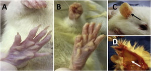 Jaundice in the animals that underwent LCBD. A) anicteric skin; B) jaundice of the skin and fur on day 28 of the experiment; C) jaundice of the ear region (black arrow) on day 28 of the experiment; D) jaundice of the hypodermis (white arrow) on day 28 of the experiment. LCBD: ligation of the common bile duct.
