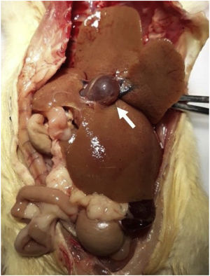 Hepatomegaly and dilatation of the portal vein. Hepatomegaly and dilatation of the portal vein (white arrow) were present in some of the animals that underwent LCBD. LCBD: ligation of the common bile duct.