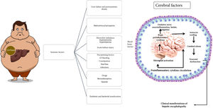 Precipitating factors that contribute to the development of HE.