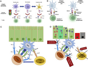 Mechanism of action of checkpoint inhibitors. (A) Regulation of T cell activation by antigen-presenting cells, via immune checkpoints (Image courtesy of Dr. José Antonio Velarde Chávez). (B) Mechanism of T cell activation and inhibition via checkpoint inhibitors (Image courtesy of Dr. José Antonio Velarde Chávez). (C) Loss of immune self-tolerance following checkpoint inhibition, with immuno-mediated associated gastrointestinal damage.