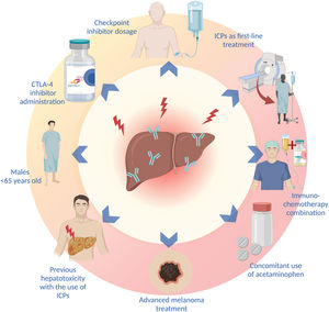 Risk factors for hepatotoxicity. “Created with BioRender.com”.