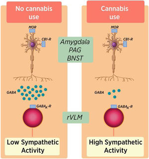 Inhibition of descending GABAergic neuronal activity due to chronic cannabis consumption.