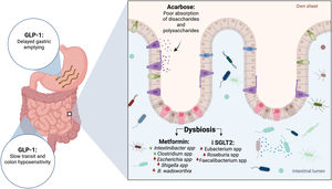 Relation of the pathophysiologic mechanisms of gastrointestinal symptoms and antidiabetic drugs. Figure created in Biorender.com.