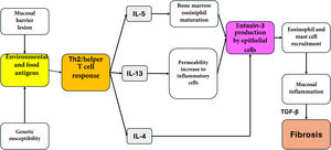 Pathophysiology of eosinophilic esophagitis. IL: interleukin; Th: helper T lymphocyte; TGF-β: type β transforming growth factor.