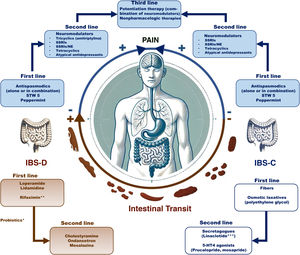 Pharmacologic management of irritable bowel syndrome in Mexico. * Probiotics are considered adjuvant therapy. ** It can be used as first-line treatment and repeated as needed, if there is improvement with its use. If there is no response to initial treatment, its repetition is not recommended. *** In cases with moderate-to-intense symptoms, linaclotide could be considered as first-line therapy because of its antinociceptive effect.