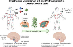 Role of the endocannabinoid system in the regulation of nausea and vomiting. Proposed pathophysiology that could explain the development of cannabinoid hyperemesis syndrome.