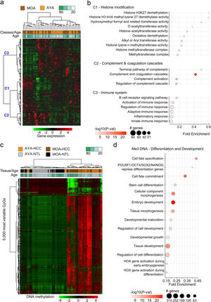 Analysis of the transcriptomic and DNA methylation profiles of Peruvian patients with HCC. 5000 genes (a,b) and 5000 most variable CpGs (c,d) were identified. Utilizing (a) the expression (AYA = 19, MOA = 20) and (c) DNA methylation levels (AYA = 39, MOA = 35) heat maps were created based on an unsupervised hierarchical cluster. In (a), three large gene groups (C1, C2, and C3) stand out. The pathways with greater significance and fold enrichment (b) of the 5000 genes, and (d) of the 5000 most variable CpGs are represented in a dispersion graph. Fold enrichment is the number of genes from the list of interest that are found on the pathway evaluated.
