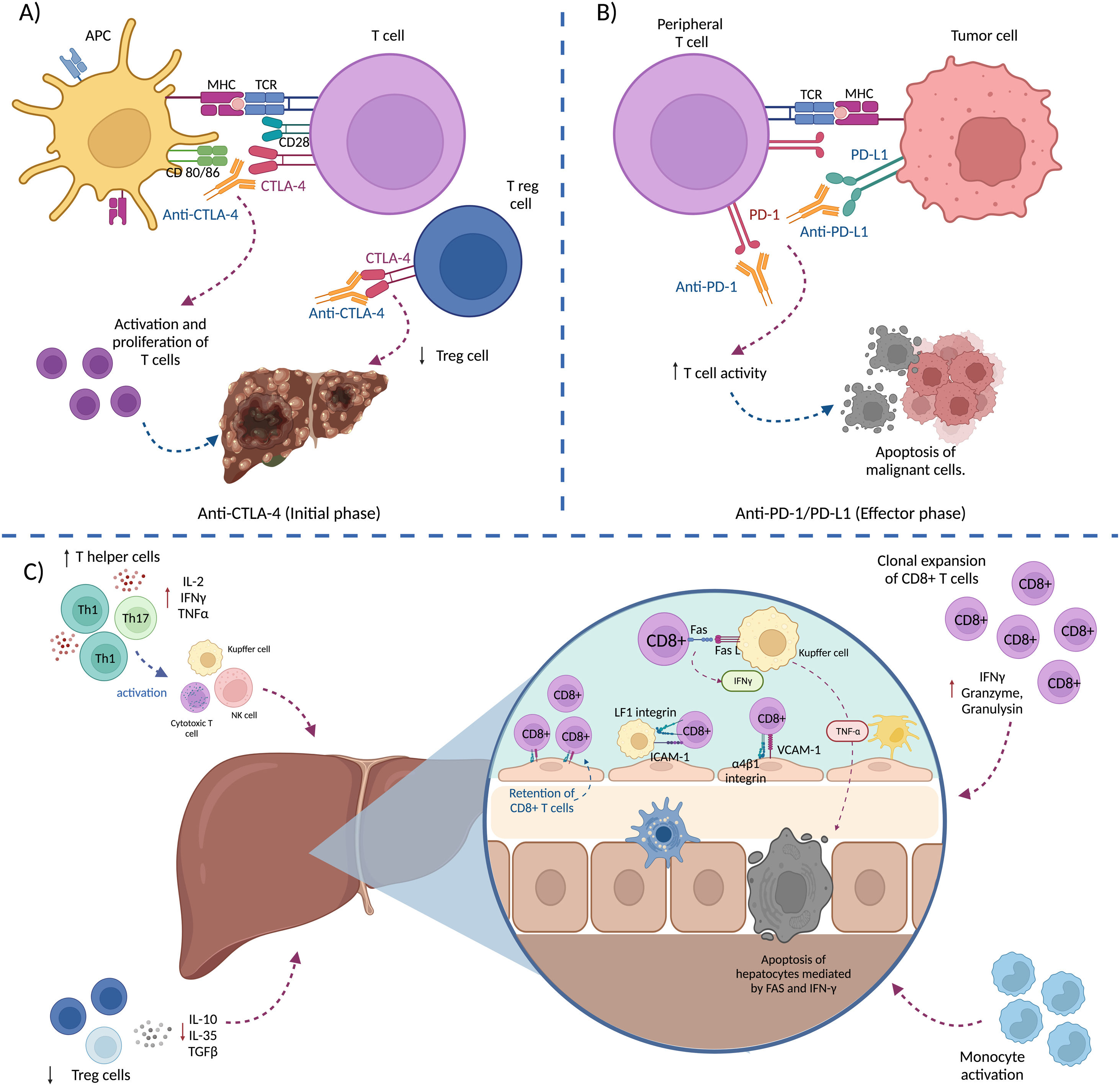 Immune-mediated hepatitis: Basic concepts and treatment | Revista de ...