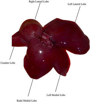 Adult Wistar rat liver lobes.