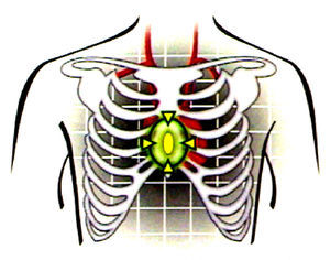 Center of the thorax