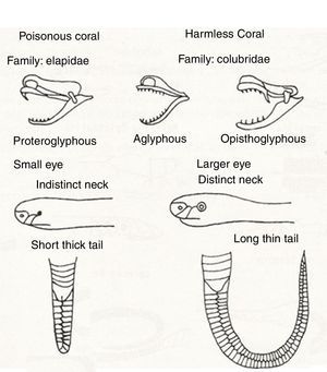 Characteristics of the snakes of the Elapidae family compared to other non-poisonous genera.