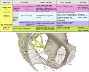 Anatomy and function of the pudendal nerve (Pn), formed by the roots of S2–S4. Its branches include the dorsal branch of the penis/clitoris DBp/c; the perineal branch (Pb) with its deep (d) and superficial (s) branches, as well as the inferior rectal branch (Irb) in its relation with the sacrospinous and sacrotuberous ligaments; the greater and lesser sciatic foramen; the ischial spine and the sciatic nerve (SN).