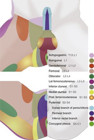 Perineal dermatomes showing the dermal distribution territories of the iliohypogastric, ilioinguinal, genitofemoral, femoral, pudendal, inferior cluneal, obturator, posterior femorocutaneous, lateral femorocutaneous nerves, and the coccygeal plexus, which may present frequent anatomic variations and interconnections.