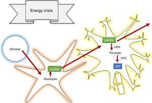 Astrocyte-neuronal shuttle theory14–15. LDH, lactate dehydrogenase; ATC tricarboxylic acid cycle.