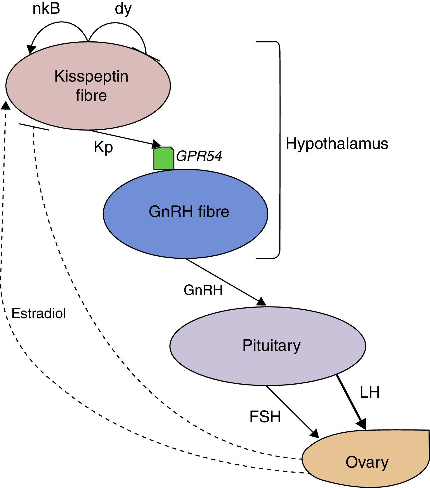 Potential use of kisspeptin in ovarian stimulation treatments ...