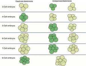 Stage-specific cleavage patterns. Diagram illustrating the concept of “stage-specific” cleavage patterns (coloured dark green) versus “non-stage-specific” cleavage patterns (coloured light green) starting from 3 cells. As can be seen, the proper relationship of cell sizes coincides with equality of blastomere size only in the cases of 4 and 8 cells (image provided by the European Society of Human Reproduction and Embryology). This image appears in the chapter: “The cleavage stage embryo” (Prados et al., 2012) of the “Atlas of human embryology: from oocytes to preimplantation embryos” (Magli et al., 2012).