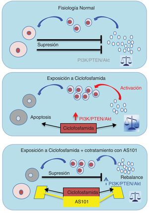 La administración de AS101 conjuntamente con ciclofosfamida previene la activación de los folículos primordiales a través de la vía de señalización Pi3k/Akt, además de reducir la apoptosis en los folículos en crecimiento. De modo que se restaura el efecto inhibitorio sobre los folículos primordiales, devolviendo el equilibrio en el ovario.