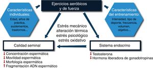 Efectos de la actividad física aeróbica y de fuerza sobre el factor masculino. Las características individuales, así como las características del entrenamiento, influyen en cómo se ve afectado el sistema reproductor masculino, pudiendo provocar desregulación hormonal y disminución de la calidad seminal. Adaptado de Vaamonde et al., 2017.