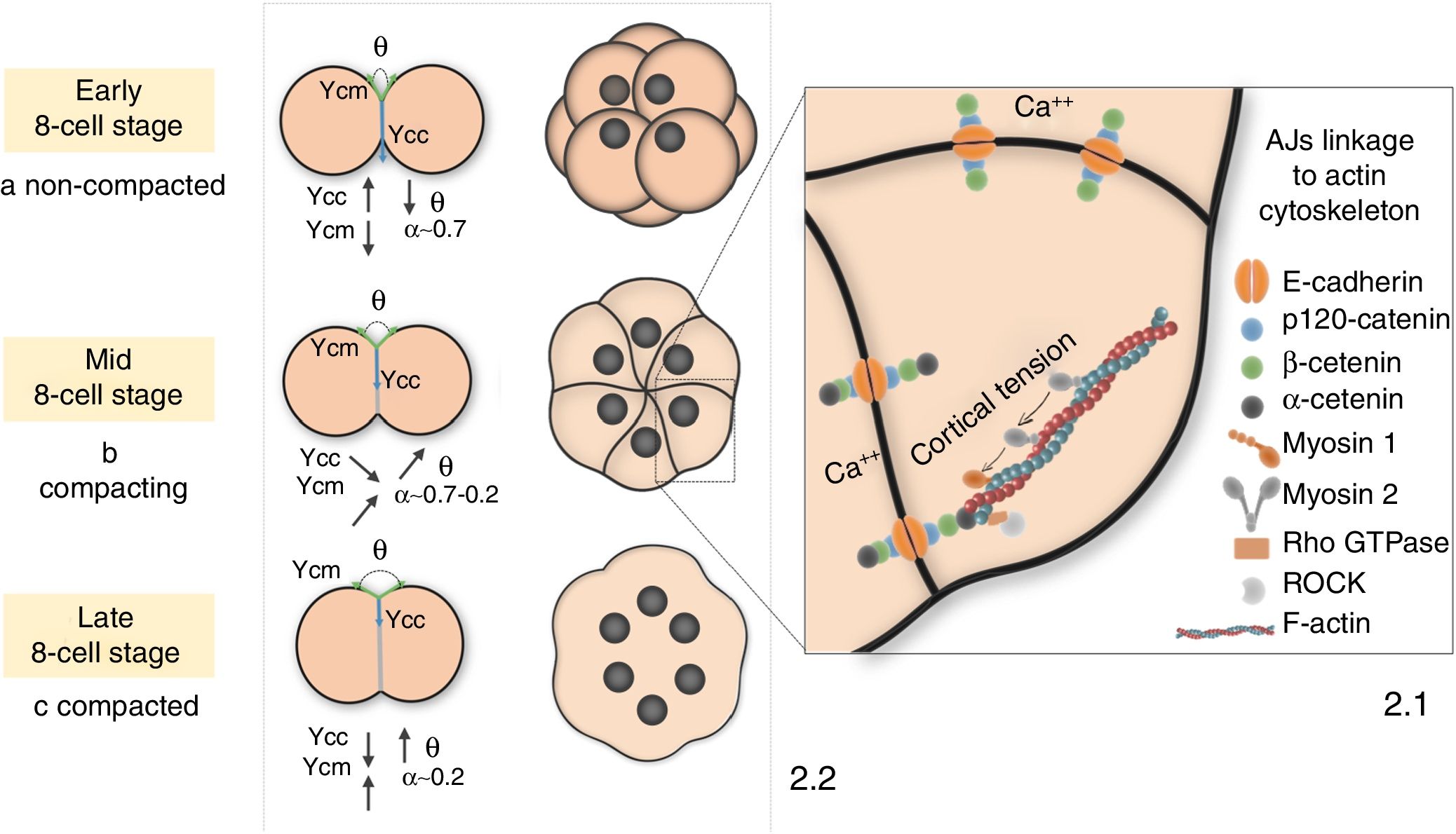 Embryo Compaction The first choice of the preimplantation embryo: How compaction and ...