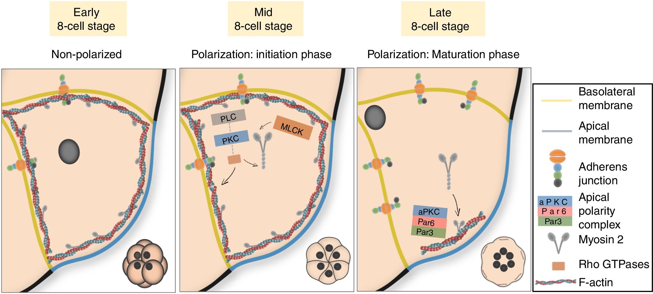 Embryo Compaction The first choice of the preimplantation embryo: How compaction and ...