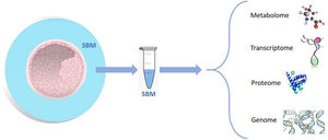 Scheme of the different molecules that can be found in the SBM. Metabolome (lipids, amino acids, carbohydrates, and nucleotides); transcriptome (mRNAs, small non-coding RNAs, and long non-coding RNAs); proteome (structural proteins, non-structural proteins, functional proteins, and enzymes); and genome (embryo cfDNA to determine the embryo ploidy).