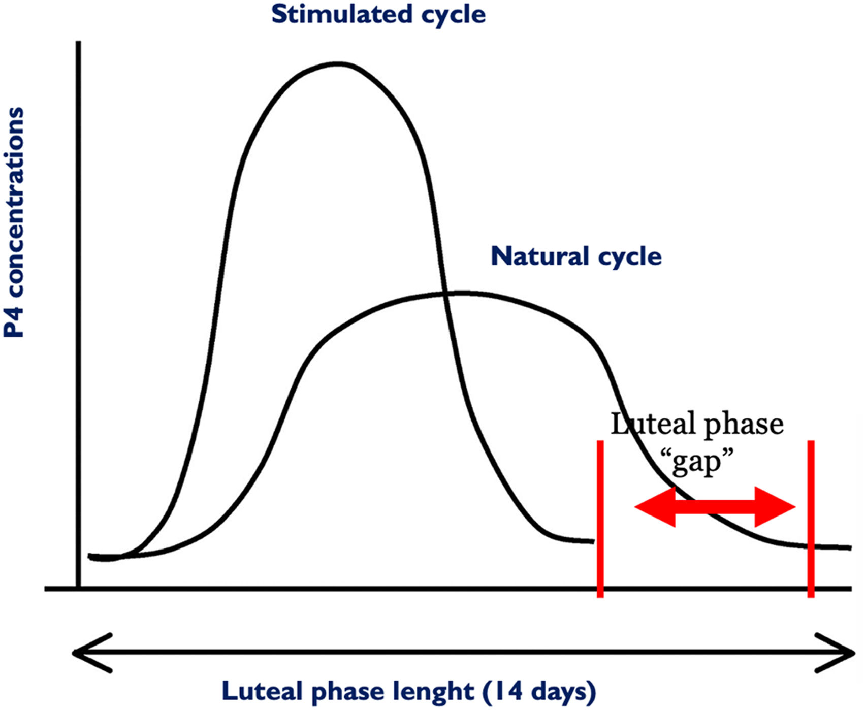 Luteal phase: New ideas on an old concept | Medicina Reproductiva y ...