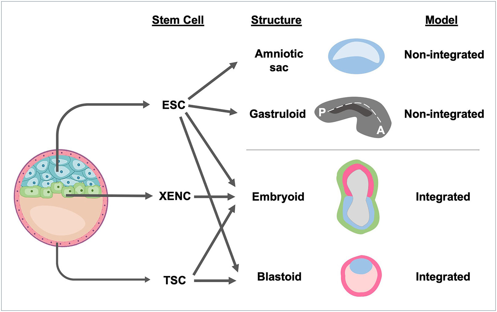 Extended embryo culture up to 14 days | Medicina Reproductiva y ...